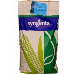 Samanta Porumb SY CHORINTOS Syngenta - Sac 50.000 boabe, Hibrid Timpuriu, FAO 300-340, Continut mare de Betacaroten
