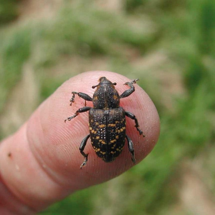 Capcana feromonala WitaTrap Hylobius Abietis - Set
