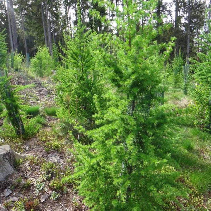 Invelitoare protectie conifere Freiwuchs 500 - 120 cm H