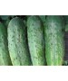 Seminte Castraveti Cornichon Cross Country F1 Clause 10 g