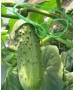 Seminte Castraveti Cornichon REGAL F1 Clause - 10 g