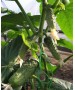 Seminte Castraveti Cornichon REGAL F1 Clause - 10 g