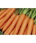 Seminte Morcovi Nantes 3 TAM TAM Clause - 500 g