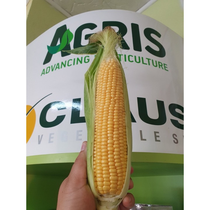 Samanta Porumb zaharat DRIVER F1 Clause - 5.000 seminte