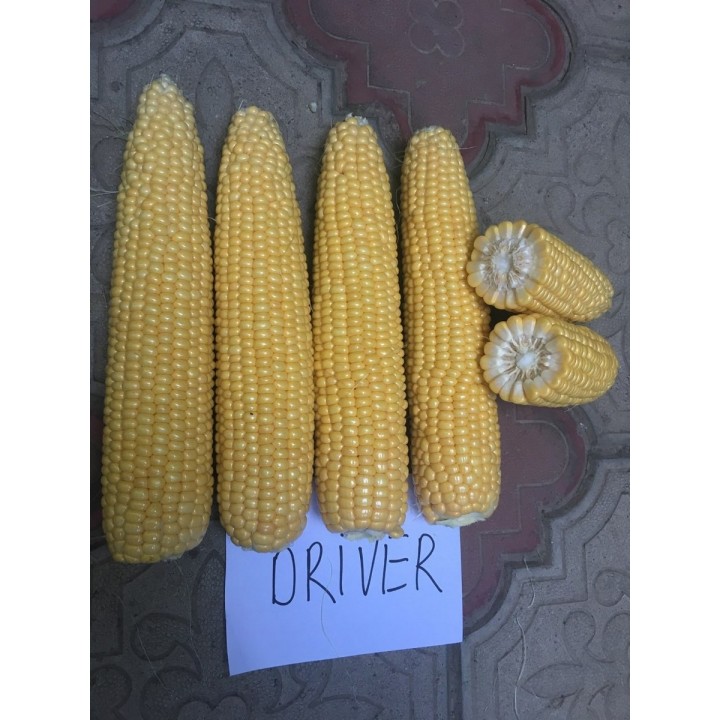 Samanta Porumb zaharat DRIVER F1 Clause - 5.000 seminte