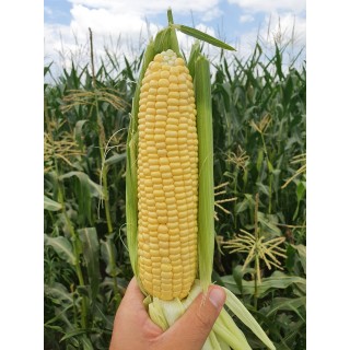 Samanta Porumb zaharat TURBINE F1 Clause - 5.000 seminte