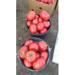 Seminte Tomate APHEN F1 Clause - 250 seminte