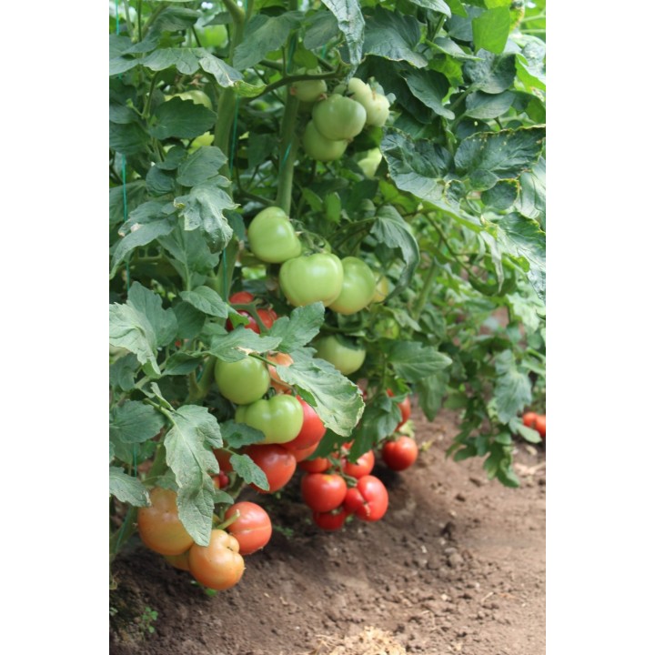 Seminte Tomate APHEN F1 Clause - 250 seminte