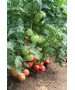 Seminte Tomate APHEN F1 Clause - 250 seminte