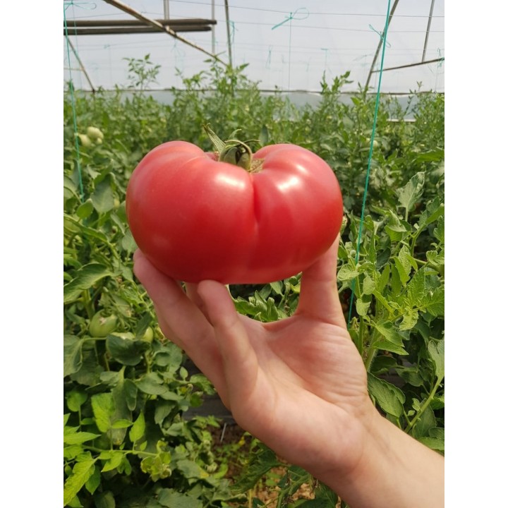 Seminte Tomate APHEN F1 Clause - 250 seminte