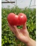 Seminte Tomate APHEN F1 Clause - 250 seminte