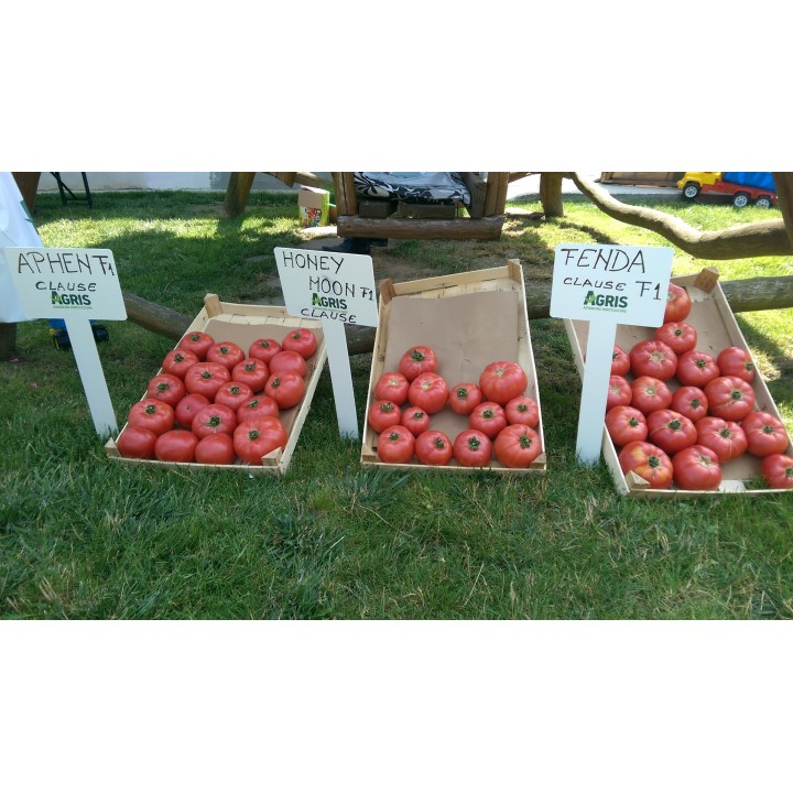 Seminte Tomate HONEY MOON F1 Clause - 250 seminte
