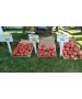 Seminte Tomate HONEY MOON F1 Clause - 250 seminte