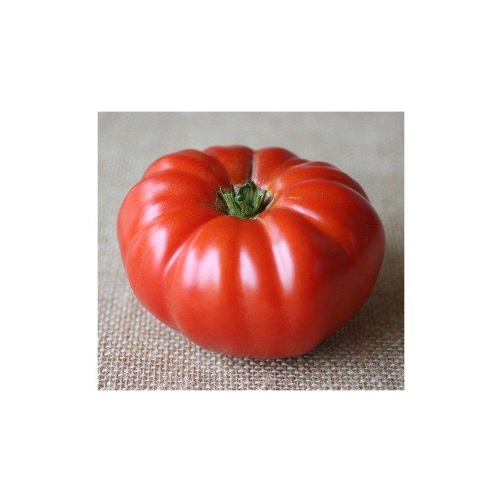 Seminte Tomate BUFFALOSTEAK F1 Clause - 250 seminte
