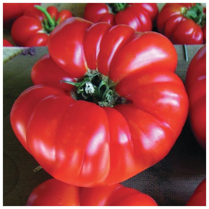 Seminte Tomate BUFFALOSTEAK F1 Clause - 250 seminte
