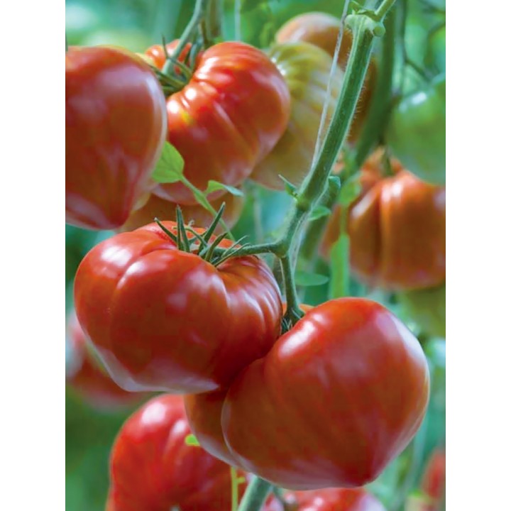 Seminte Tomate GOURMANDIA F1 Clause - 250 seminte Seminte Tomate GOURMANDIA F1 Clause - 250 seminte