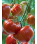 Seminte Tomate GOURMANDIA F1 Clause - 250 seminte