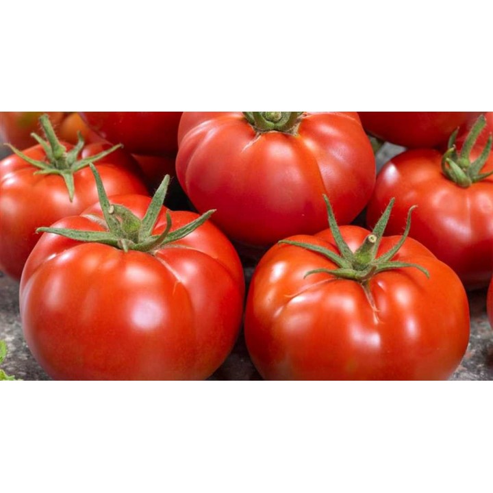 Seminte Tomate GOURMANDIA F1 Clause - 250 seminte Seminte Tomate GOURMANDIA F1 Clause - 250 seminte