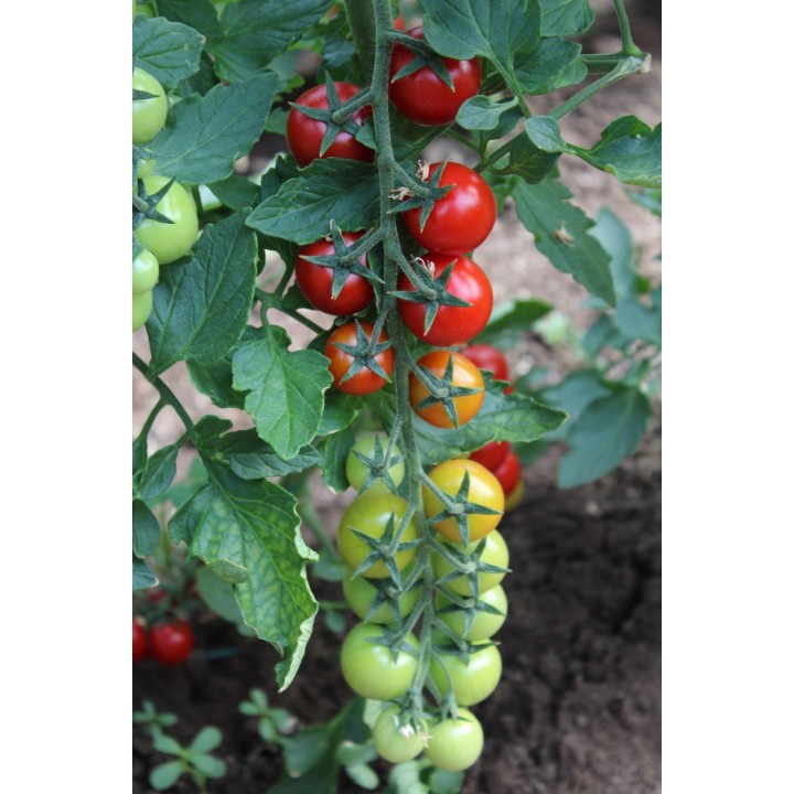 Seminte Tomate cherry MINOPRIO F1 Clause - 250 seminte Seminte Tomate cherry MINOPRIO F1 Clause - 250 seminte