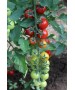 Seminte Tomate cherry MINOPRIO F1 Clause - 250 seminte