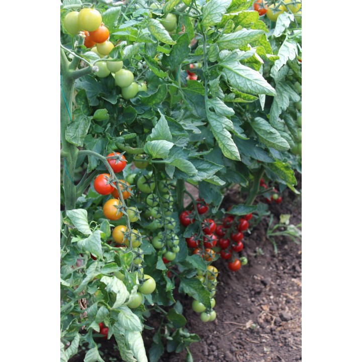Seminte Tomate cherry MINOPRIO F1 Clause - 250 seminte Seminte Tomate cherry MINOPRIO F1 Clause - 250 seminte