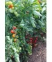 Seminte Tomate cherry MINOPRIO F1 Clause - 250 seminte