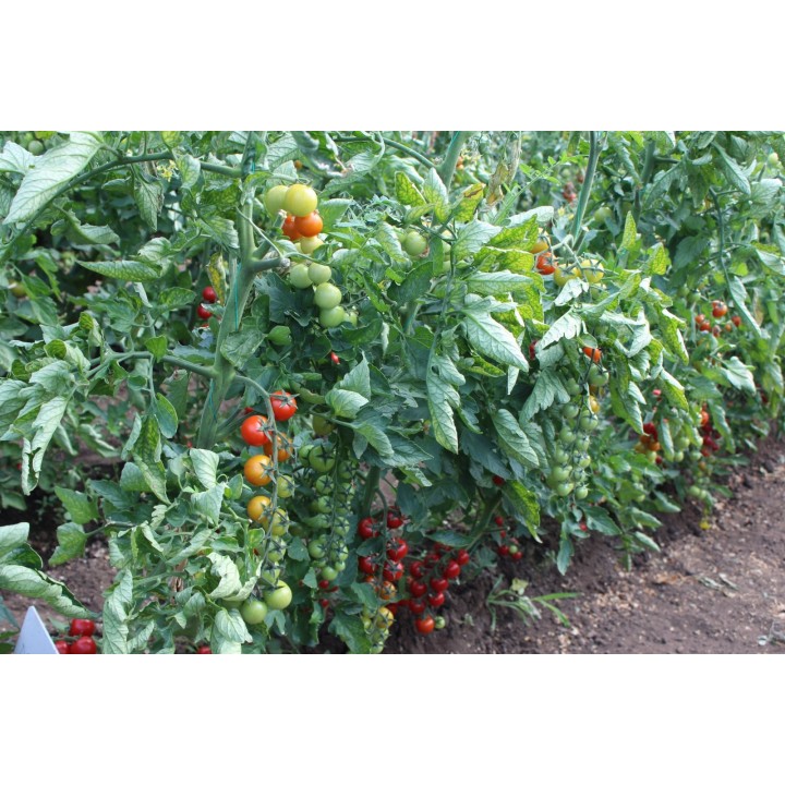 Seminte Tomate cherry MINOPRIO F1 Clause - 250 seminte Seminte Tomate cherry MINOPRIO F1 Clause - 250 seminte
