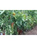 Seminte Tomate cherry MINOPRIO F1 Clause - 250 seminte