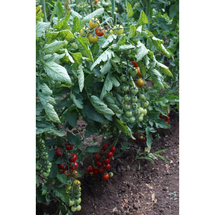 Seminte Tomate cherry MINOPRIO F1 Clause - 250 seminte Seminte Tomate cherry MINOPRIO F1 Clause - 250 seminte