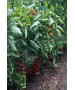 Seminte Tomate cherry MINOPRIO F1 Clause - 250 seminte