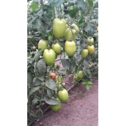Seminte tomate Dyno F1 - 1000 seminte