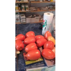 Seminte tomate Dyno F1 - 1000 seminte