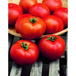 Seminte Tomate HECTOR F1 Clause - 1.000 seminte