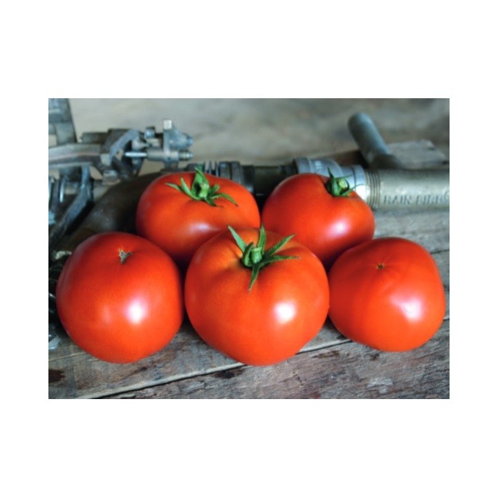 Seminte Tomate RED BOUNTY F1 Clause - 250 seminte Seminte Tomate RED BOUNTY F1 Clause - 250 seminte