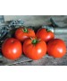 Seminte Tomate RED BOUNTY F1 Clause - 250 seminte