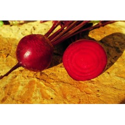 Seminte Sfecla rosie DETROIT 2 Clause - 250 g