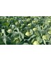 Seminte Varza CONSTABLE F1 Clause - 1.000 seminte