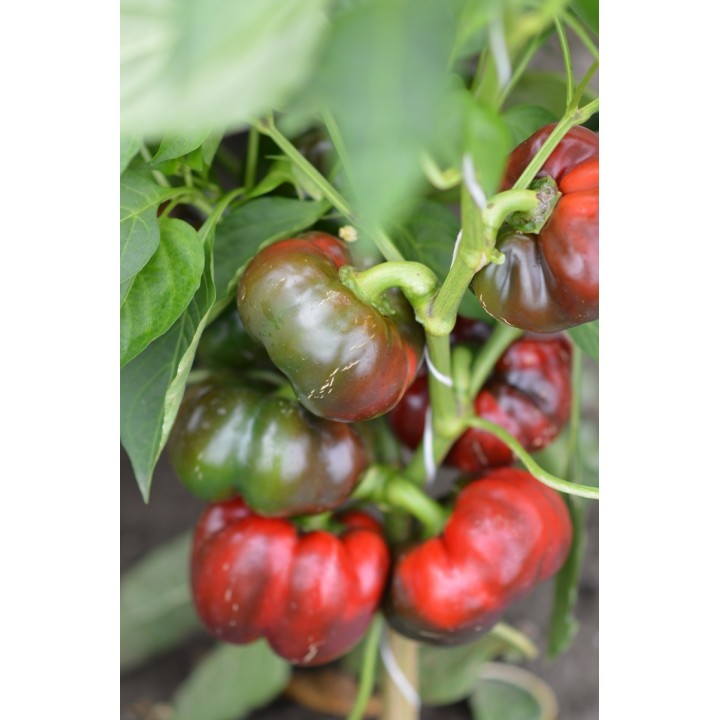 Seminte Ardei gogosar TRAIAN F1 Hektar - 500 seminte