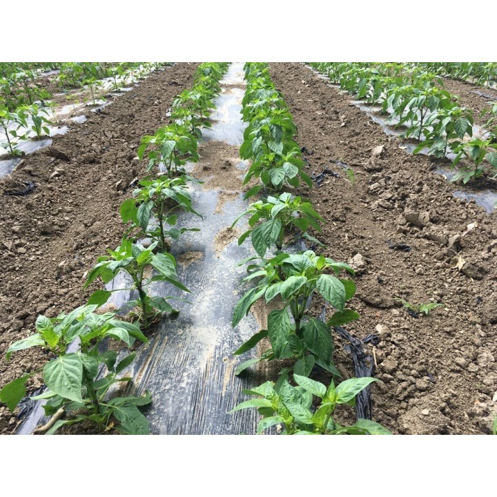 Seminte Ardei gogosar TRAIAN F1 Hektar - 500 seminte