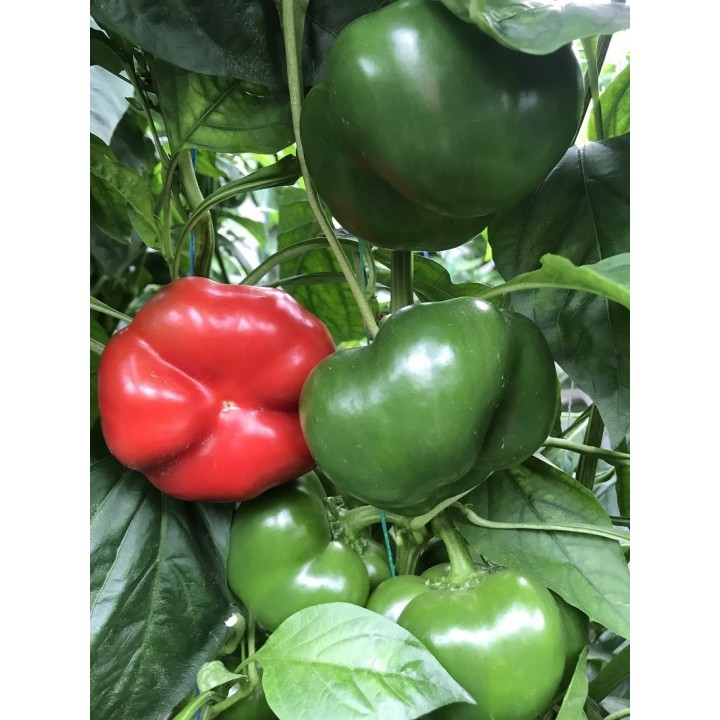 Seminte Ardei gogosar TRAIAN F1 Hektar - 500 seminte