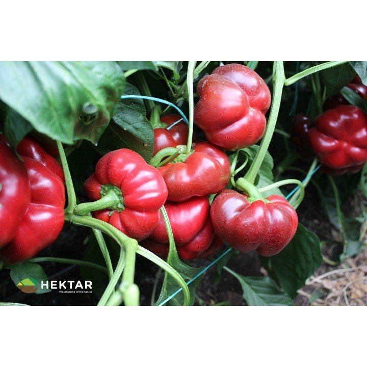 Seminte Ardei gogosar TRAIAN F1 Hektar - 500 seminte