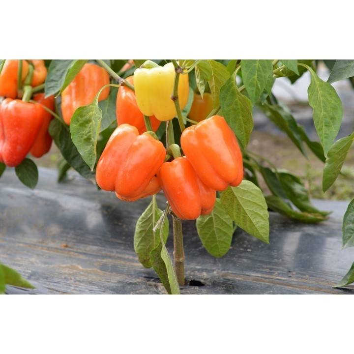 Seminte Ardei gras VALAHIA F1 (AS5 332 F1) Hektar - 500 seminte