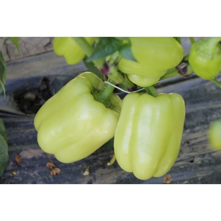 Seminte Ardei gras VALAHIA F1 (AS5 332 F1) Hektar - 500 seminte