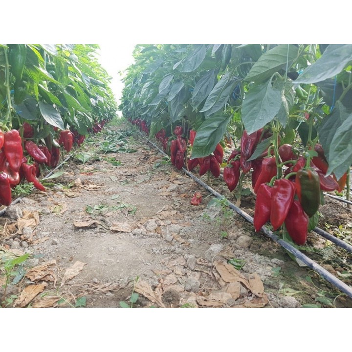 Seminte Ardei lung Kapia NAPOCA F1 Hektar - 500 seminte