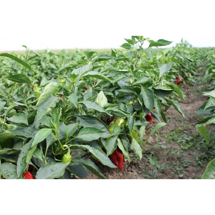 Seminte Ardei lung Kapia NAPOCA F1 Hektar - 500 seminte