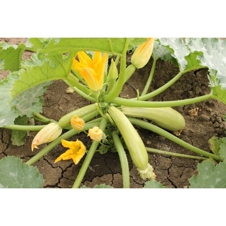 Seminte Dovlecel SUMMER ACE F1 Hektar - 100 seminte