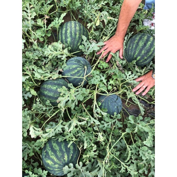 Seminte Pepene verde BUREBISTA F1 Hektar - 100 seminte