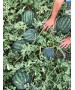 Seminte Pepene verde BUREBISTA F1 Hektar - 100 seminte