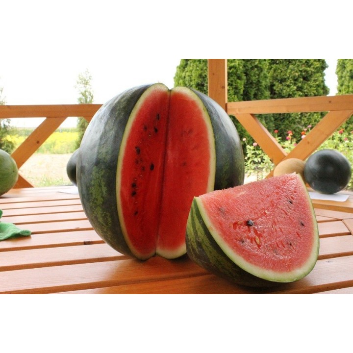 Seminte Pepene verde BUREBISTA F1 Hektar - 100 seminte