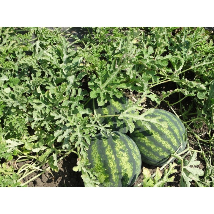 Seminte Pepene verde BUREBISTA F1 Hektar - 100 seminte